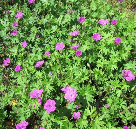 6 Bareroots Flower Plant Geranium Perennial Tiny Monster For Garden Or Home