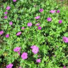 6 Bareroots Flower Plant Geranium Perennial Tiny Monster For Garden Or Home