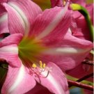 1 Flower Plant Large Trumpet Amaryllis Estella For Garden Or Home