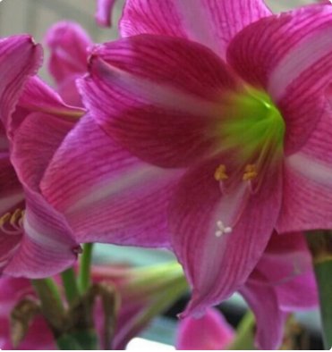 Amaryllis Estella 2 Flower Plant Large Trumpet For Garden Or Home