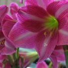 Amaryllis Estella 2 Flower Plant Large Trumpet For Garden Or Home