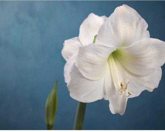 Bulb 1 Flower Large White Amaryllis Plant For Garden Or Home