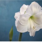 Bulb 1 Flower Large White Amaryllis Plant For Garden Or Home