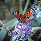 1 Potted Plant Flower Butterfly Bush Buzz Sky Blue Plant For Garden Or Home