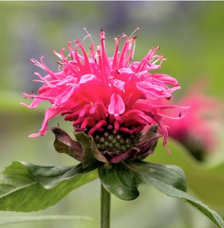 1 Potted Plant Flower Bee Balm Pink Lace For Garden Or Home