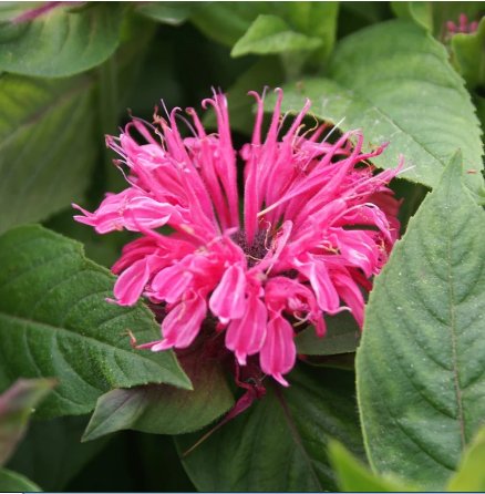 Bee Balm Pink Lace 2 Potted Plant Flower Beautifull For Garden Or Home