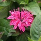 Bee Balm Pink Lace 2 Potted Plant Flower Beautifull For Garden Or Home
