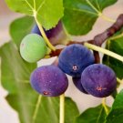 2 Rooted Starter Plant Fruit Chicago Hardy Fig For Garden Or Home