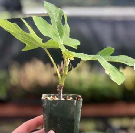 Chicago Hardy Fig 4 Rooted Starter Plant Fruit For Garden Or Home