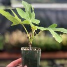 Chicago Hardy Fig 4 Rooted Starter Plant Fruit For Garden Or Home