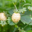 Strawberry White Alpine Everbearing 1 Potted Plant Plant Fruit For Garden Or Home