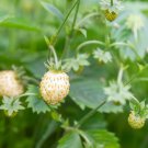 2 Potted Plant Plant Fruit Strawberry White Alpine Everbearing For Garden Or Home