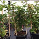 2 Potted Plant Blackberry Columbia Giant Thornless For Garden Or Home Plant Fruit