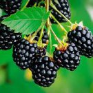 Blackberry Columbia Giant 4 Potted Plant Thornless For Garden Or Home Plant Fruit