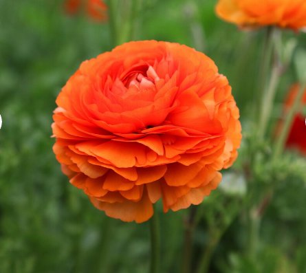 10 Bulbs Ranunculus Tecolote Sunset For Garden Or Home Plant Flower