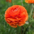 10 Bulbs Ranunculus Tecolote Sunset For Garden Or Home Plant Flower