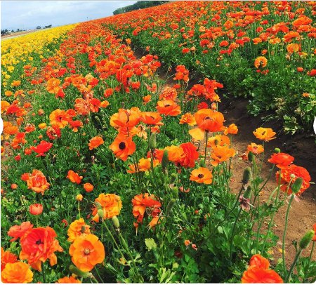 Ranunculus Tecolote Sunset 20 Bulbs For Garden Or Home Plant Flower
