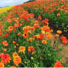 Ranunculus Tecolote Sunset 20 Bulbs For Garden Or Home Plant Flower