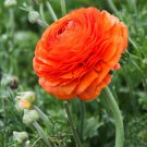 Plant Flower Ranunculus Tecolote Sunset 40 Bulbs For Garden Or Home