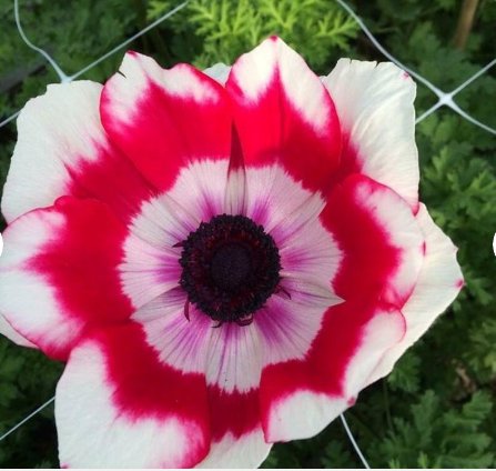 Plant Flower Italian Anemone Mistral Plus Rosso Sfumato 10 Bulbs For Garden Or Home