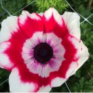 Plant Flower Italian Anemone Mistral Plus Rosso Sfumato 10 Bulbs For Garden Or Home