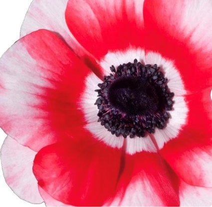 20 Bulbs Plant Flower Italian Anemone Mistral Plus Rosso Sfumato For Garden Or Home
