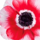 20 Bulbs Plant Flower Italian Anemone Mistral Plus Rosso Sfumato For Garden Or Home