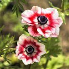 Mistral Plus Rosso Sfumato 40 Bulbs Plant Flower Italian Anemone For Garden Or Home