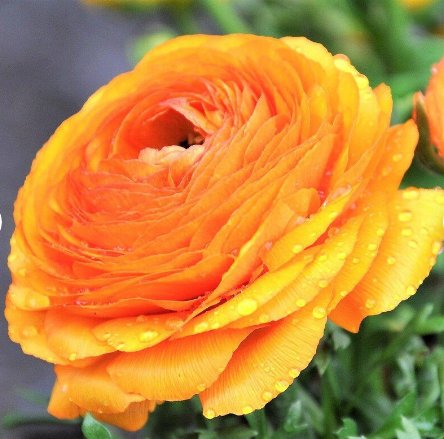 10 Bulbs Ranunculus Tecolote Gold Plant Flower For Garden Or Home