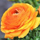 10 Bulbs Ranunculus Tecolote Gold Plant Flower For Garden Or Home
