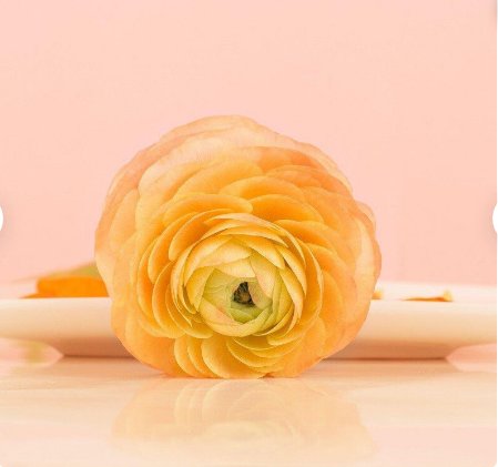 Tecolote Gold Plant Flower 20 Bulbs Ranunculus For Garden Or Home