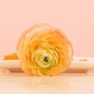 Tecolote Gold Plant Flower 20 Bulbs Ranunculus For Garden Or Home