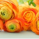 Plant Flower 40 Bulbs Tecolote Gold Ranunculus For Garden Or Home