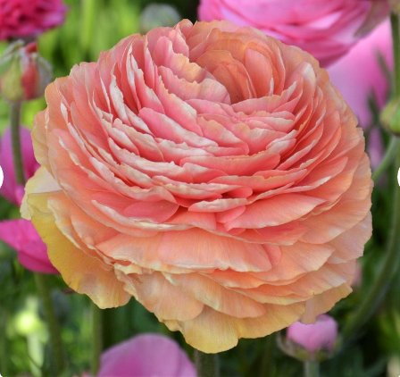 Plant Flower 10 Bulbs Ranunculus Tecolote Salmon For Garden Or Home