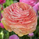 Plant Flower 10 Bulbs Ranunculus Tecolote Salmon For Garden Or Home