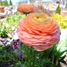 20 Bulbs Ranunculus Tecolote Salmon Plant Flower For Garden Or Home