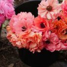Plant Flower For Garden Or Home 40 Bulbs Ranunculus Tecolote Salmon