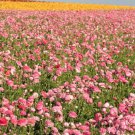 Plant Flower For Garden Or Home 10 Bulbs Ranunculus Tecolote Pink