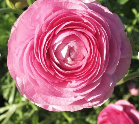 20 Bulbs Ranunculus Tecolote Pink Plant Flower For Garden Or Home