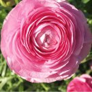 20 Bulbs Ranunculus Tecolote Pink Plant Flower For Garden Or Home
