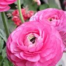 Tecolote Pink Plant Flower 40 Bulbs Ranunculus For Garden Or Home