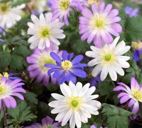 Plant Flower 20 Bulbs Anemone Blanda Flutter Mix For Garden Or Home