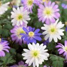 Plant Flower 20 Bulbs Anemone Blanda Flutter Mix For Garden Or Home