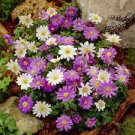40 Bulbs Anemone Blanda Flutter Mix Plant Flower For Garden Or Home
