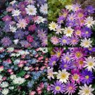 Mix Plant Flower 80 Bulbs Anemone Blanda Flutter For Garden Or Home