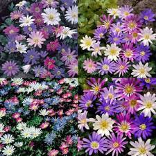 Mix Plant Flower 80 Bulbs Anemone Blanda Flutter For Garden Or Home