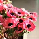 Mix Plant Flower 10 Bulbs Italian Anemone Mistral Plus Rosa Shocking For Garden Or Home