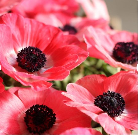 talian Anemone Mistral Plus Rosa Shocking Mix Plant Flower 20 Bulbs IFor Garden Or Home