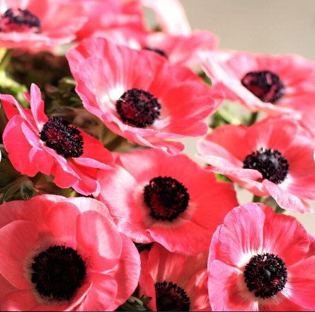 40 Bulbs italian Anemone Mistral Plus Rosa Shocking Mix Plant Flower For Garden Or Home