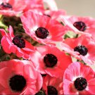 40 Bulbs italian Anemone Mistral Plus Rosa Shocking Mix Plant Flower For Garden Or Home